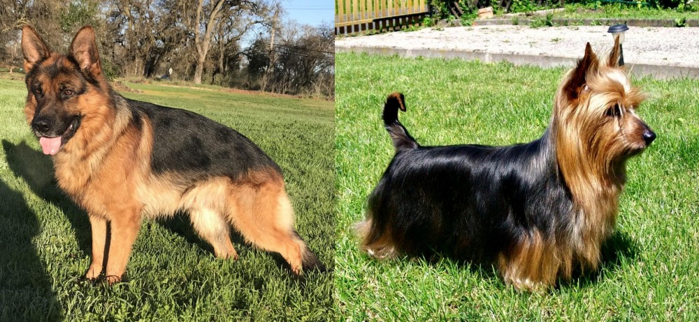 Australian Silky Terrier vs German Shepherd - Breed Comparison
