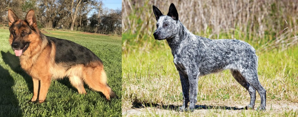 Australian Stumpy Tail Cattle Dog vs German Shepherd - Breed Comparison