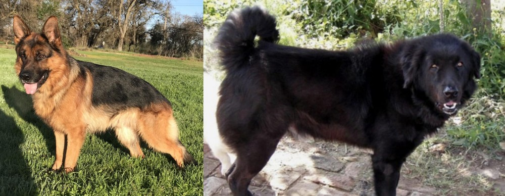 Bakharwal Dog vs German Shepherd - Breed Comparison