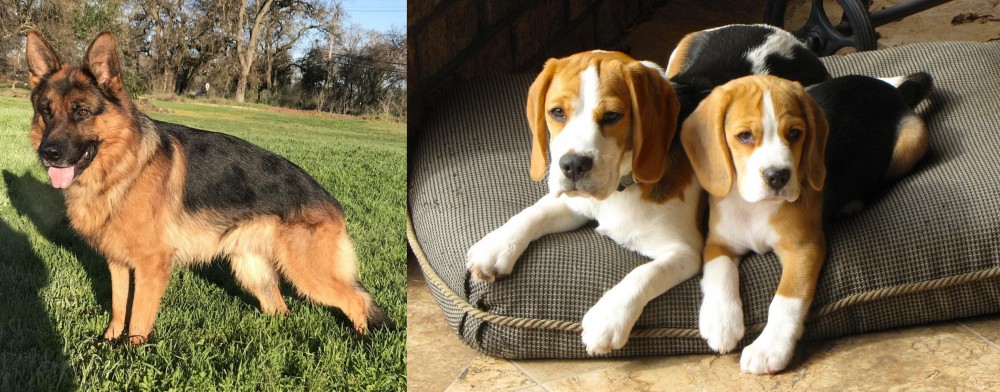 Beagle vs German Shepherd - Breed Comparison