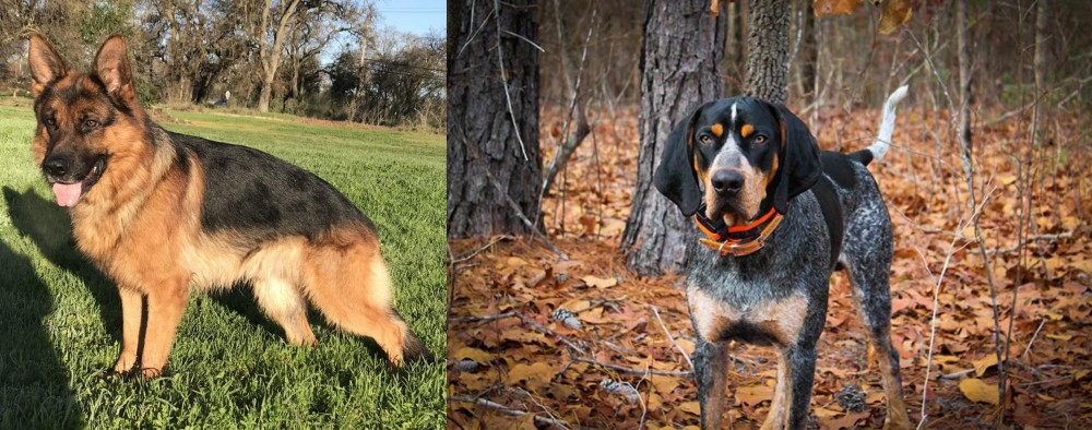 Bluetick Coonhound vs German Shepherd - Breed Comparison