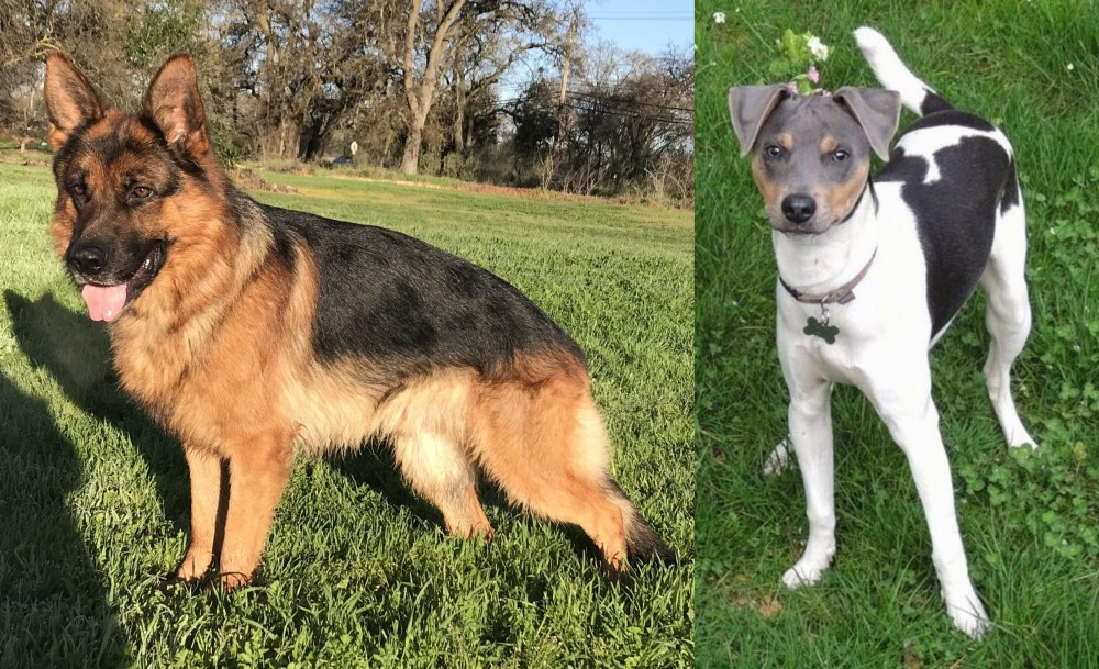 Brazilian Terrier vs German Shepherd - Breed Comparison