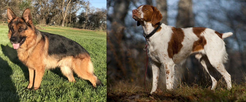 Brittany vs German Shepherd - Breed Comparison