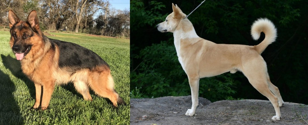 Canaan Dog vs German Shepherd - Breed Comparison