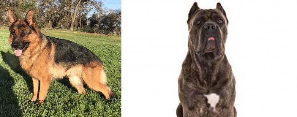 Cane Corso vs German Shepherd - Breed Comparison