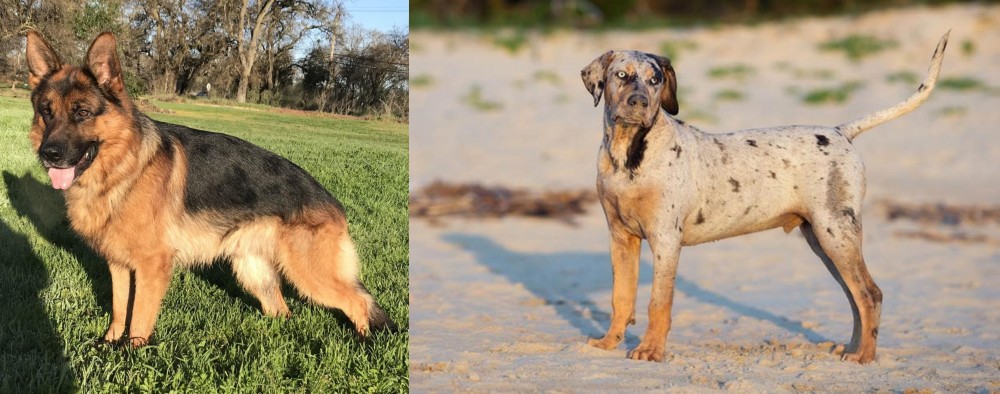 Catahoula Cur vs German Shepherd - Breed Comparison