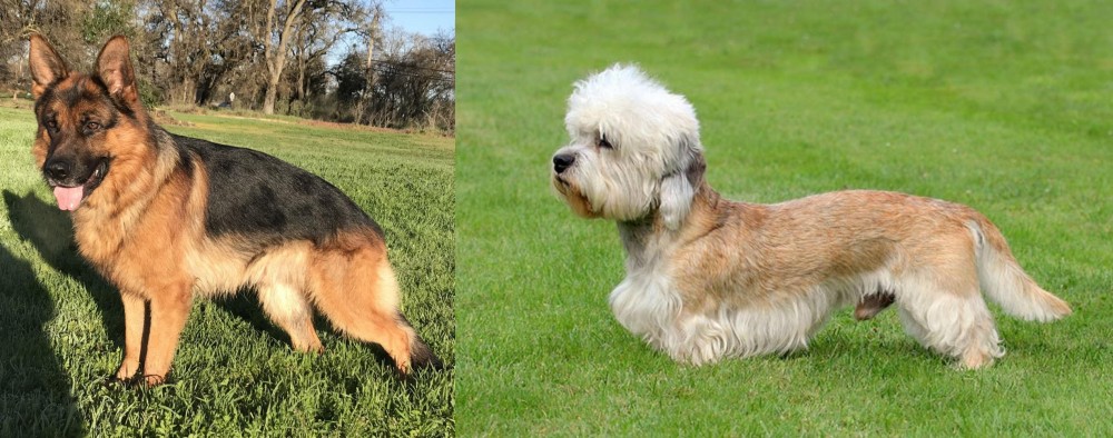 Dandie Dinmont Terrier vs German Shepherd - Breed Comparison