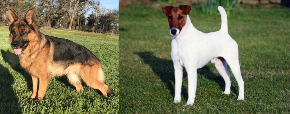 Fox Terrier (Smooth) vs German Shepherd - Breed Comparison