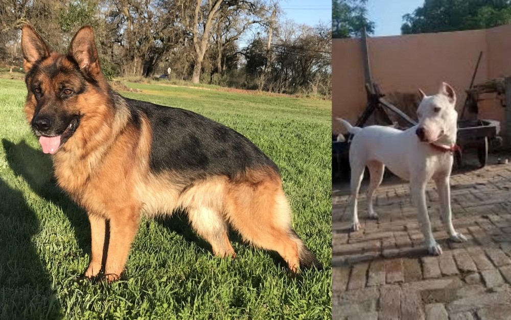 Indian Bull Terrier vs German Shepherd - Breed Comparison