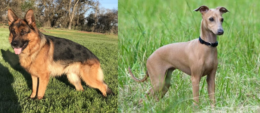 Italian Greyhound vs German Shepherd - Breed Comparison