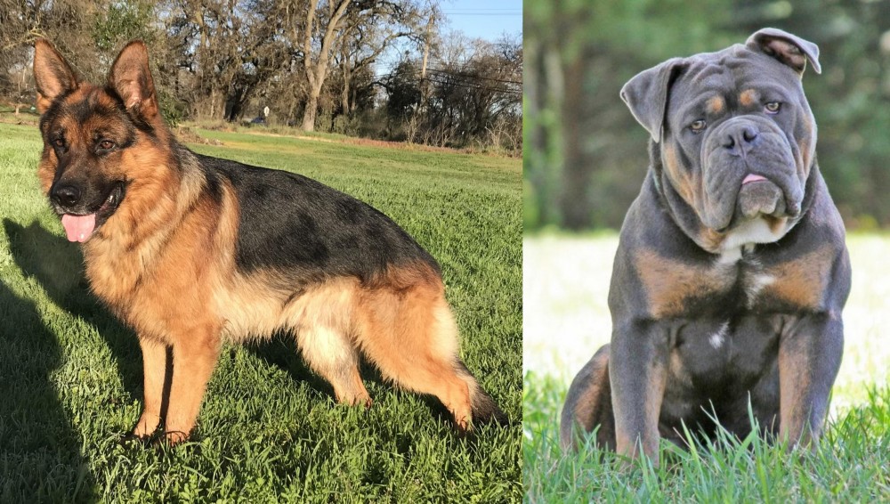 Olde English Bulldogge vs German Shepherd - Breed Comparison