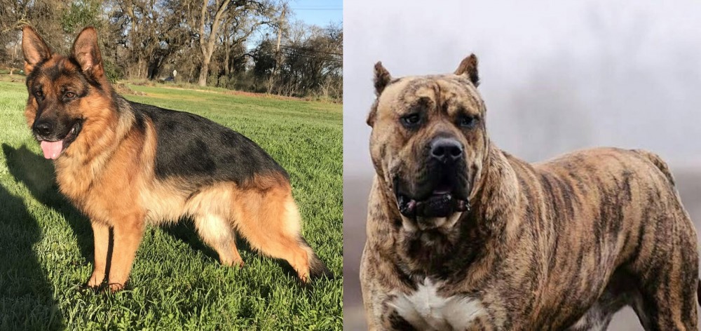Perro de Presa Canario vs German Shepherd - Breed Comparison