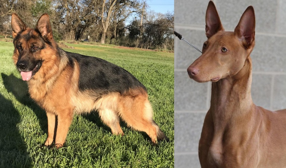 Pharaoh Hound vs German Shepherd - Breed Comparison
