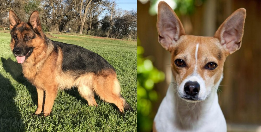 Rat Terrier vs German Shepherd - Breed Comparison