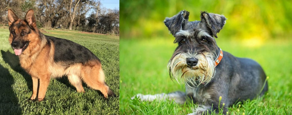 Schnauzer vs German Shepherd - Breed Comparison