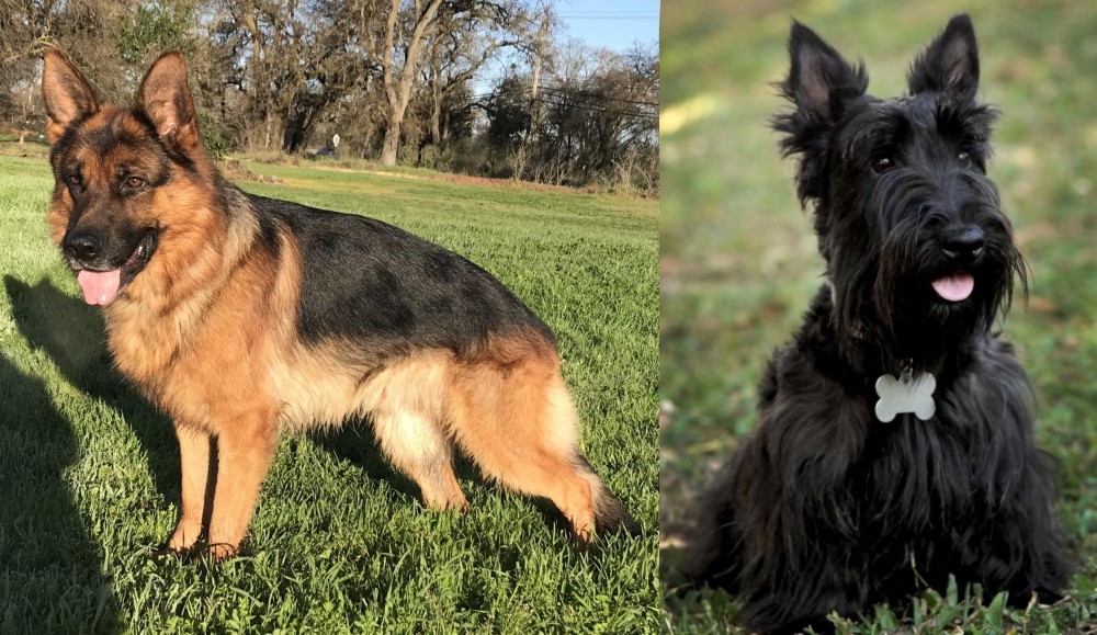 Scoland Terrier vs German Shepherd - Breed Comparison