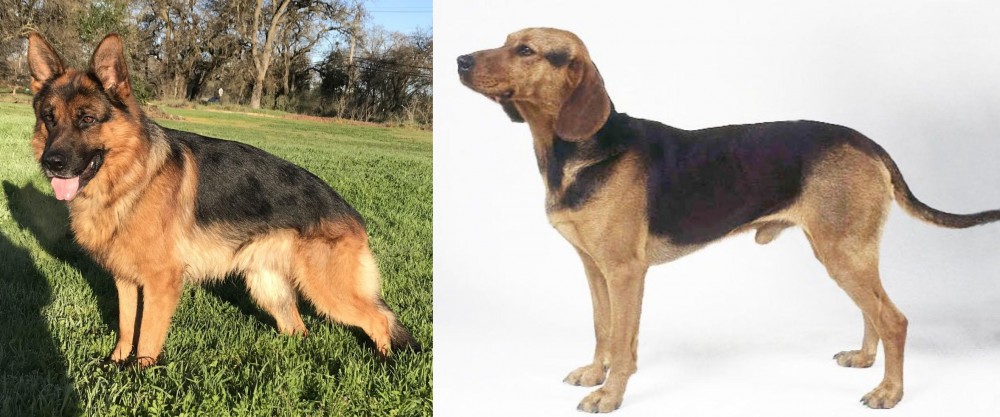 Serbian Hound vs German Shepherd - Breed Comparison