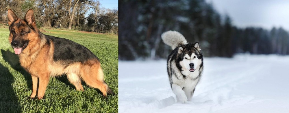 Siberian Husky vs German Shepherd - Breed Comparison