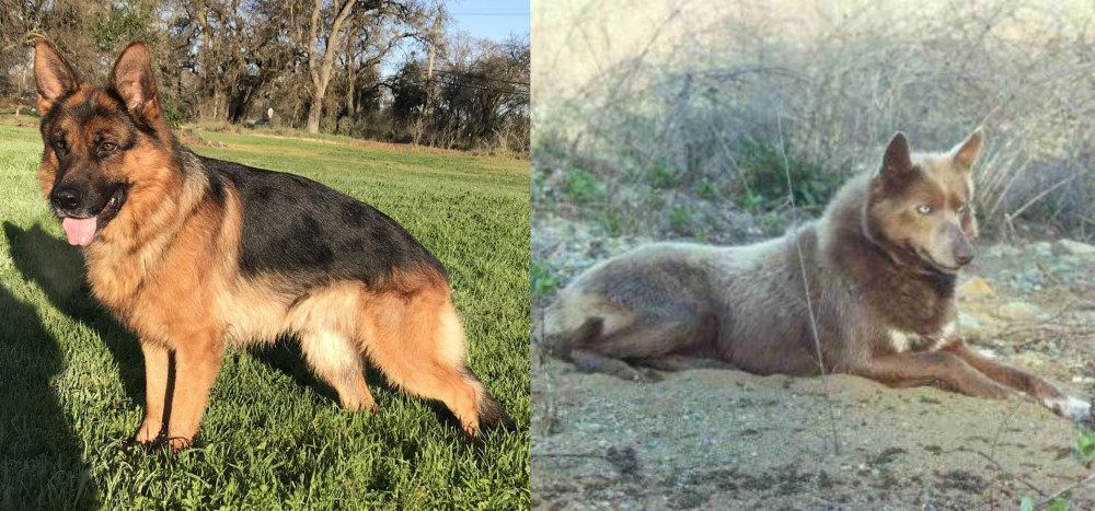 Tahltan Bear Dog vs German Shepherd - Breed Comparison