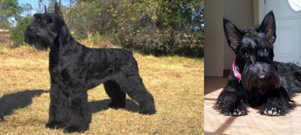 Scottish Terrier vs Giant Schnauzer - Breed Comparison