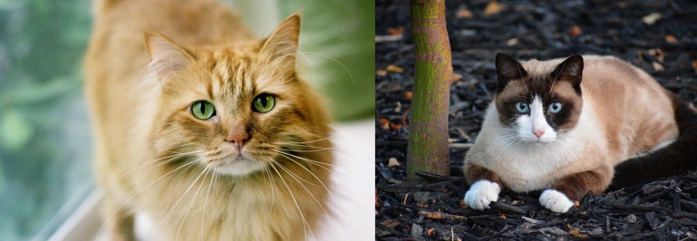 Snowshoe vs Ginger Tabby - Breed Comparison