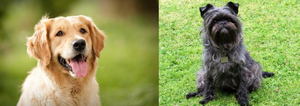 Affenpinscher vs Golden Retriever - Breed Comparison