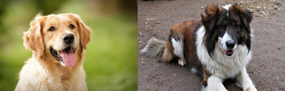 Aidi vs Golden Retriever - Breed Comparison