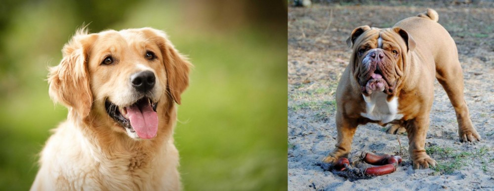 Australian Bulldog vs Golden Retriever - Breed Comparison