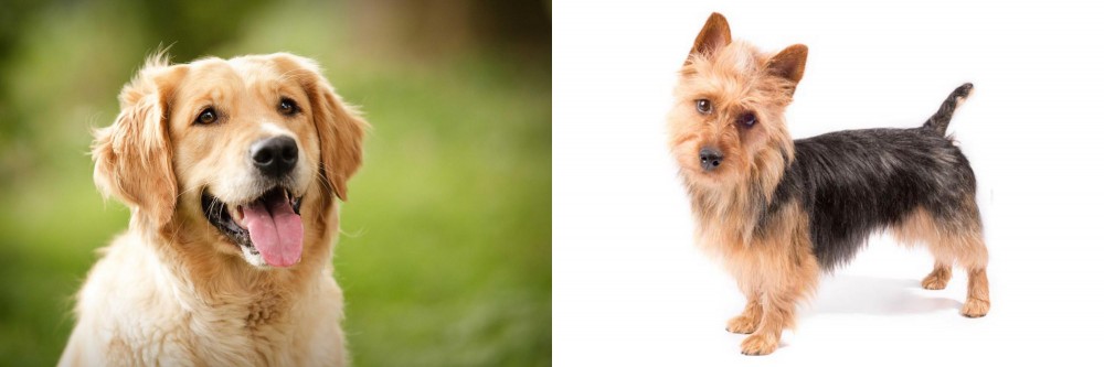 Australian Terrier vs Golden Retriever - Breed Comparison
