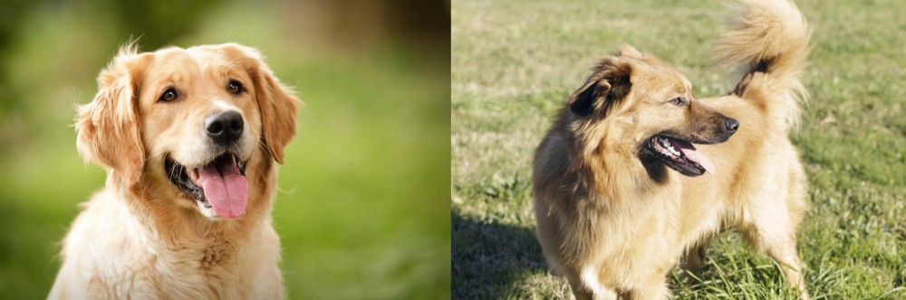 Basque Shepherd vs Golden Retriever - Breed Comparison