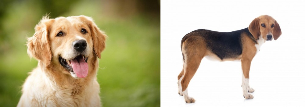 Beagle-Harrier vs Golden Retriever - Breed Comparison