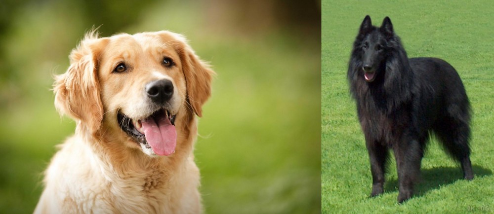 Belgian Shepherd Dog (Groenendael) vs Golden Retriever - Breed Comparison