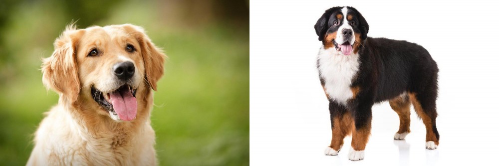 Bernese Mountain Dog vs Golden Retriever - Breed Comparison