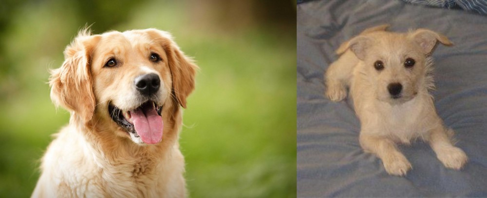 Chipoo vs Golden Retriever - Breed Comparison