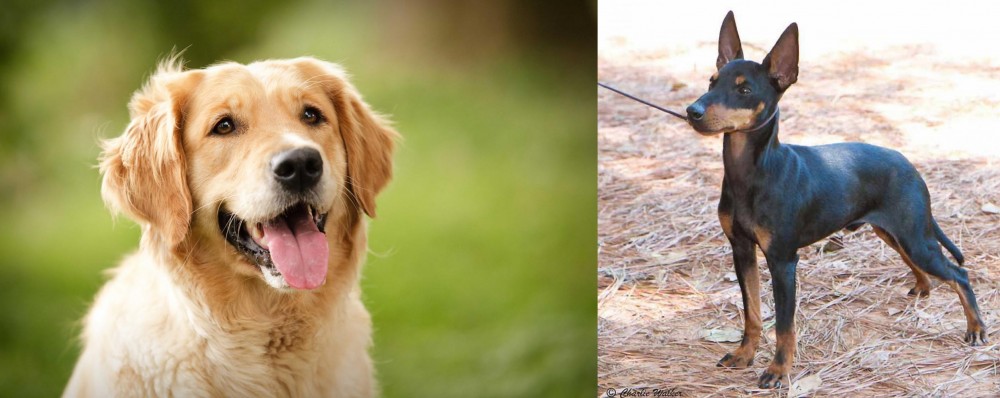 English Toy Terrier (Black & Tan) vs Golden Retriever - Breed Comparison