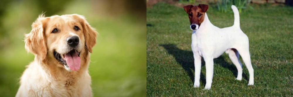 Fox Terrier (Smooth) vs Golden Retriever - Breed Comparison