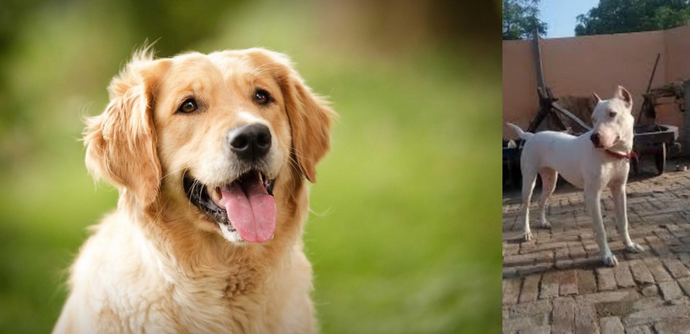 Indian Bull Terrier vs Golden Retriever - Breed Comparison