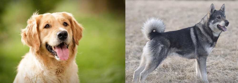 Jamthund vs Golden Retriever - Breed Comparison