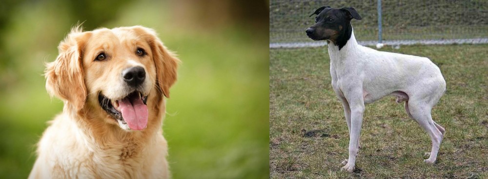 Japanese Terrier vs Golden Retriever - Breed Comparison