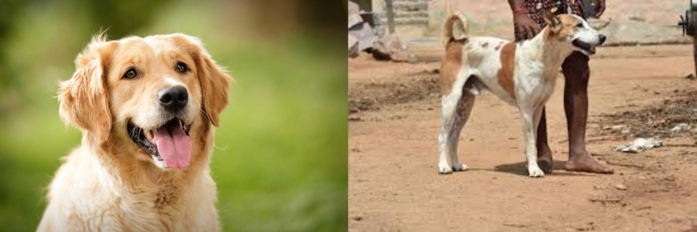Pandikona vs Golden Retriever - Breed Comparison