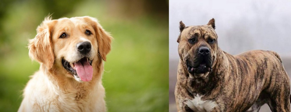 Perro de Presa Canario vs Golden Retriever - Breed Comparison