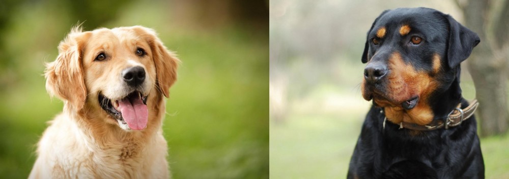 Rottweiler vs Golden Retriever - Breed Comparison