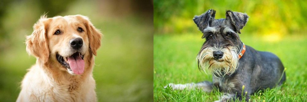 Schnauzer vs Golden Retriever - Breed Comparison