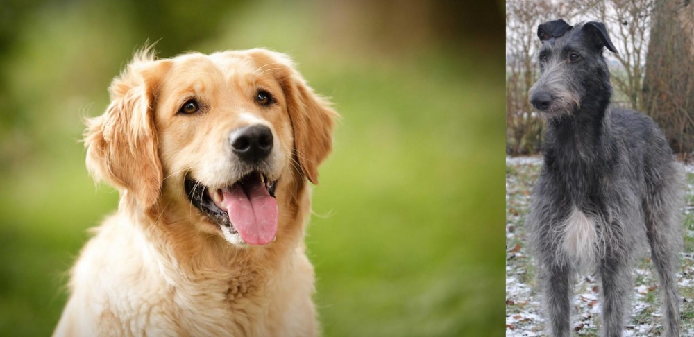 Scottish Deerhound vs Golden Retriever - Breed Comparison