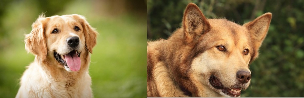 Seppala Siberian Sleddog vs Golden Retriever - Breed Comparison