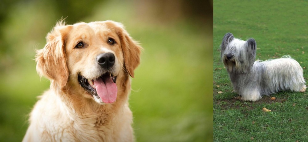 Skye Terrier vs Golden Retriever - Breed Comparison