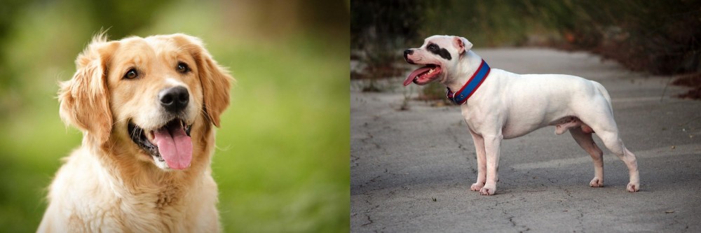 Staffordshire Bull Terrier vs Golden Retriever - Breed Comparison