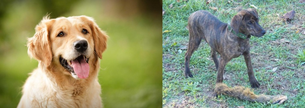 Treeing Cur vs Golden Retriever - Breed Comparison