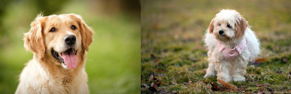 West Highland White Terrier vs Golden Retriever - Breed Comparison