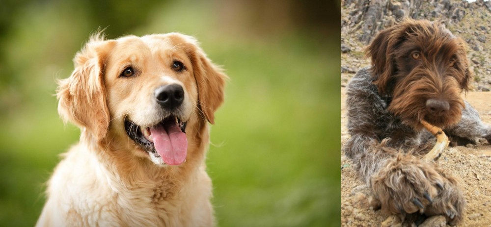 Wirehaired Pointing Griffon vs Golden Retriever - Breed Comparison